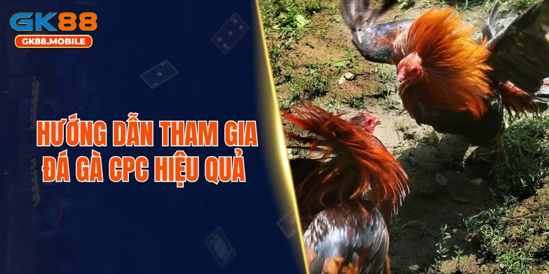 Hướng dẫn tham gia đá gà CPC hiệu quả 